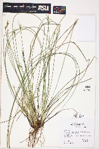 Carex multicaulis image