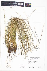 Carex multicaulis image