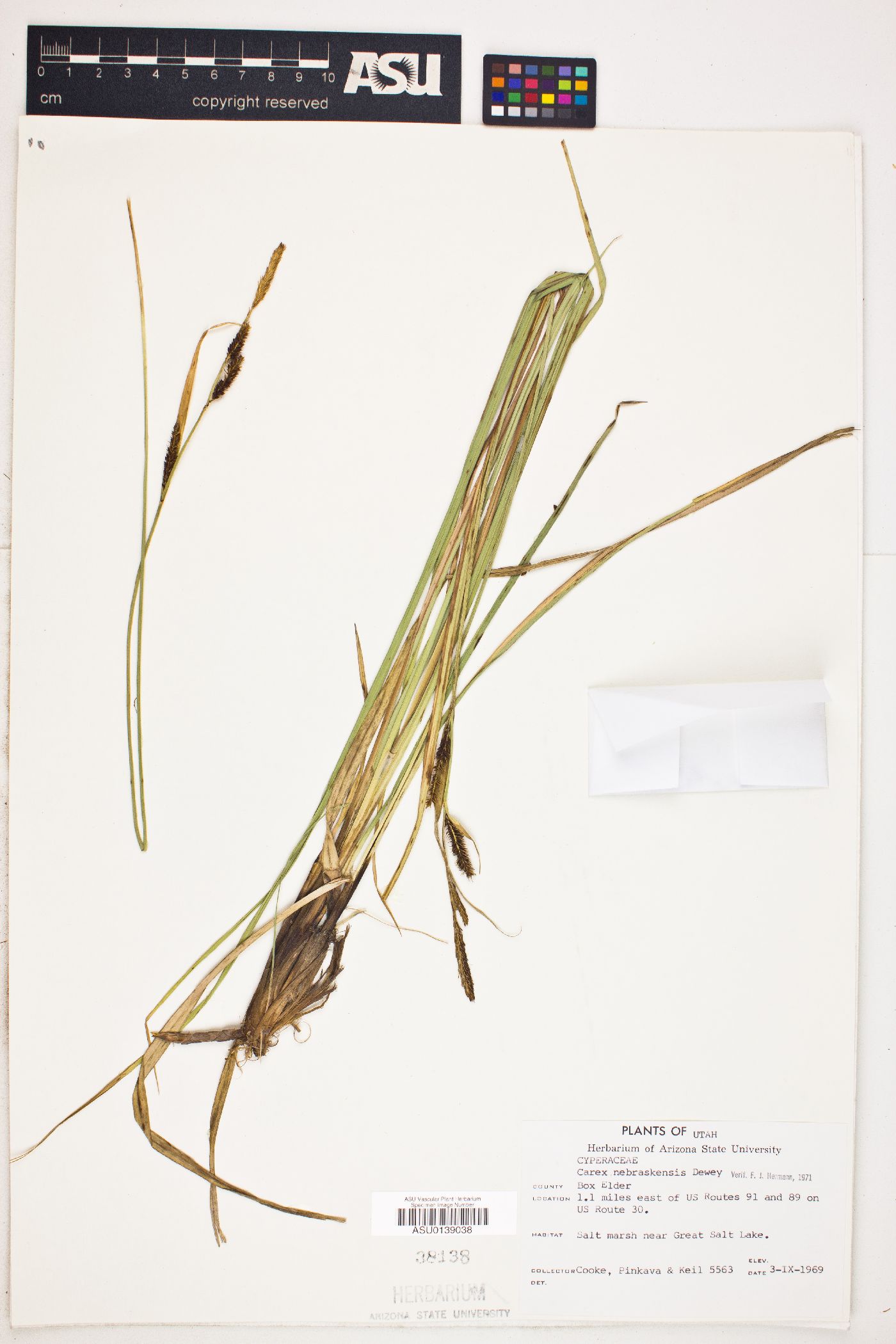 Carex nebraskensis image