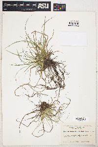 Carex nigromarginata var. minor image