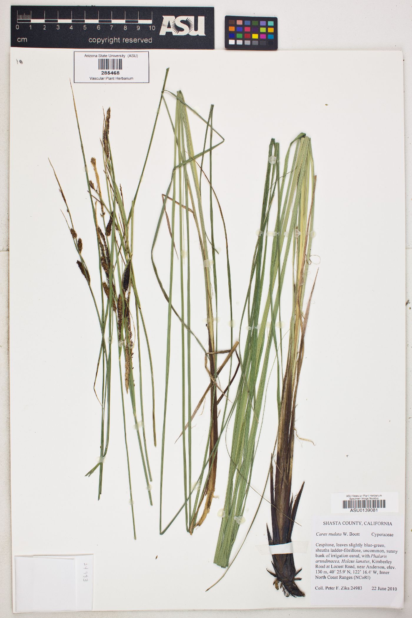 Carex nudata image