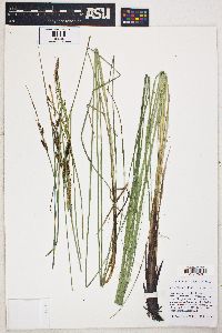 Carex nudata image