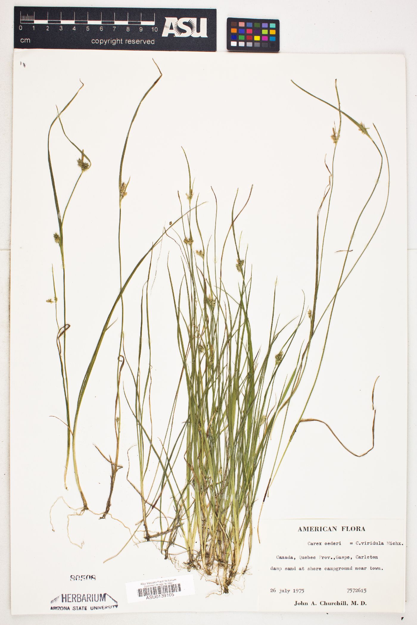 Carex oederi var. viridula image