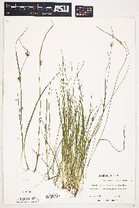 Carex oederi var. viridula image