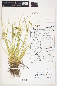 Carex oederi image