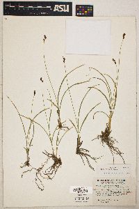 Carex preslii image