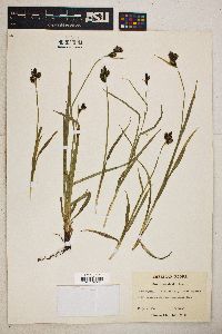 Carex raynoldsii image