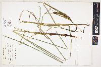 Carex salina var. kattegatensis image
