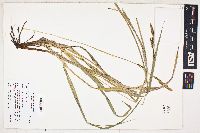 Carex sartwelliana image