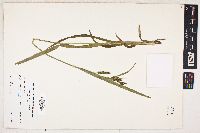 Carex scabrata image