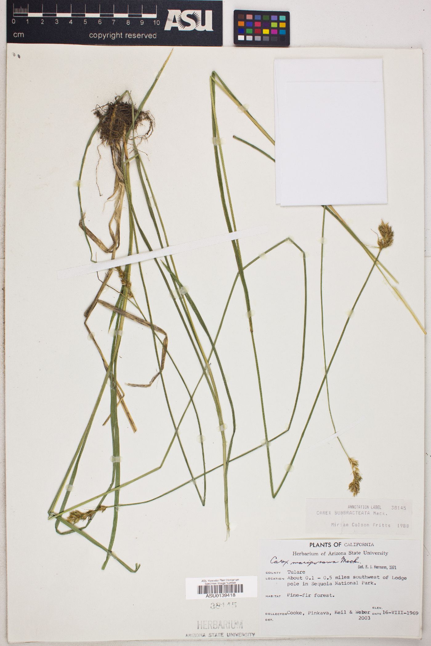 Carex subbracteata image