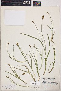 Carex subfusca image