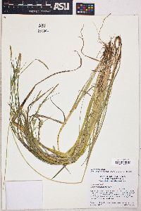 Carex styloflexa image