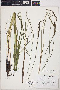 Carex stricta var. stricta image