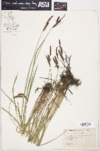 Carex stricta var. decora image