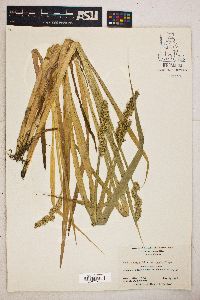 Carex stipata var. maxima image