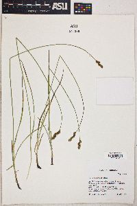 Carex tumulicola image