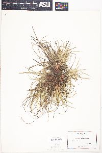 Carex umbellata image