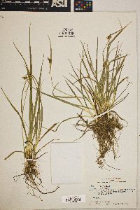 Carex viridula image