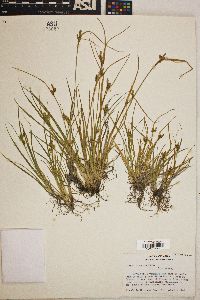 Carex viridula image