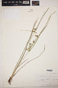 Cyperus acuminatus image