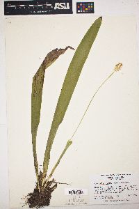 Carex fraseriana image