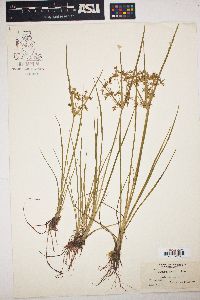 Cyperus dentatus image