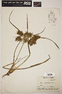 Cyperus erythrorhizos image