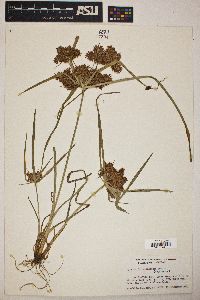 Cyperus odoratus var. odoratus image