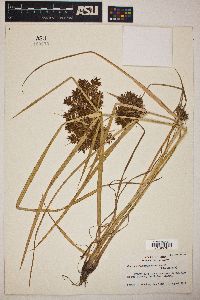 Cyperus odoratus var. odoratus image