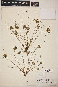 Cyperus flavescens image