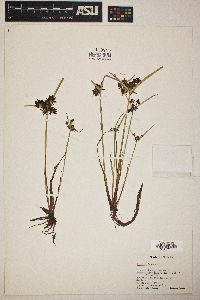 Cyperus fuscus image
