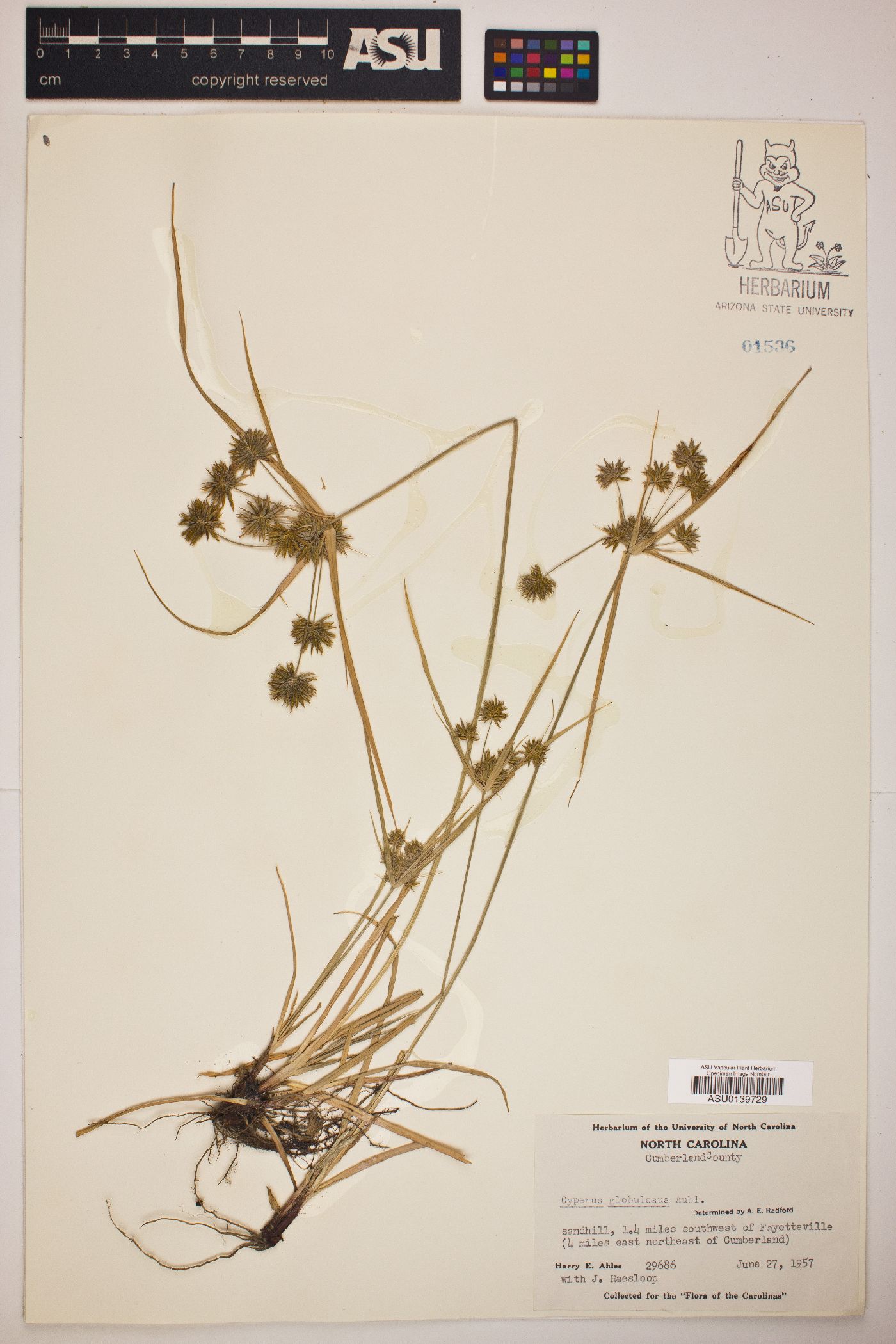 Cyperus globulosus image