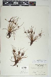 Cyperus granitophilus image