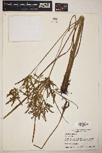 Cyperus iria image