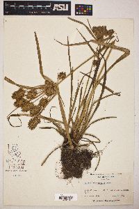 Cyperus lancastriensis image