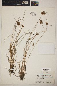 Cyperus polystachyos image