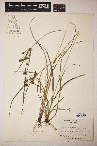 Cyperus retrorsus image