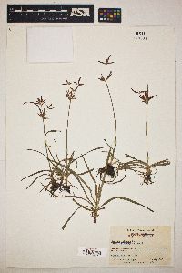 Cyperus rotundus image