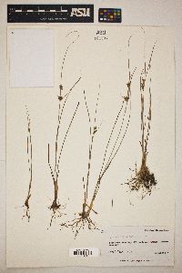 Cyperus schweinitzii image