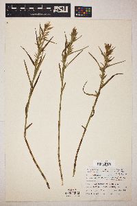 Dulichium arundinaceum var. arundinaceum image