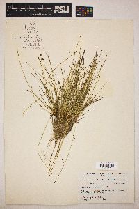 Eleocharis atropurpurea image