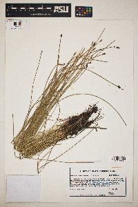 Eleocharis austrotexana image