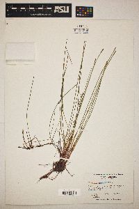 Eleocharis cellulosa image