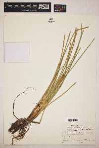 Eleocharis equisetoides image