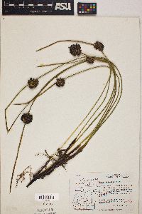 Juncus lesueurii image