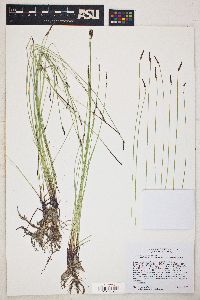 Eleocharis parishii image