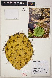 Image of Opuntia clarkiorum