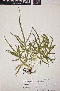 Pteris multifida image