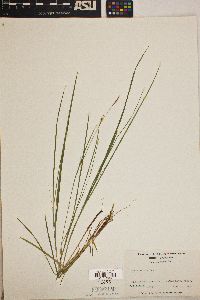 Carex woodii image